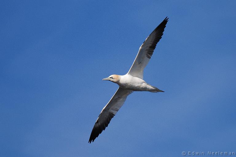 ENE-20090430-0171.jpg - [nl] Jan-van-gent ( Morus bassanus ) | Lofoten, Noorwegen[en] Northern Gannet ( Morus bassanus ) | Lofoten, Norway